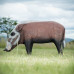 Wildcrete Bushpig small